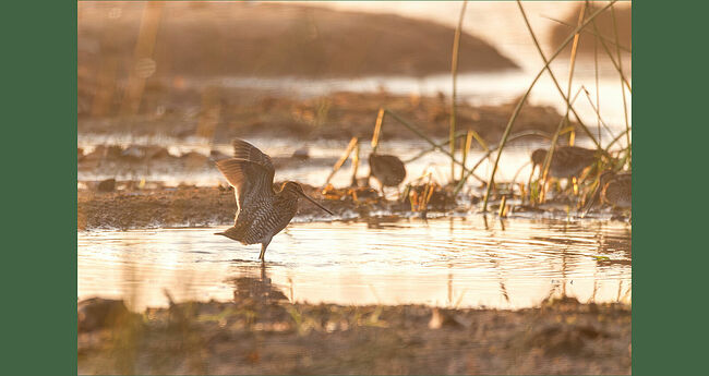 У вальдшнепа полосы на лбу поперечные, а у бекаса – продольные. У вальдшнепа живот равномерно полосатый, а у бекаса – белый.   Бекас, как и все кулики – «буратино»: у него длинный и чувствительный клюв. А ещё он способен неплохо видеть в темноте. По сравнению с другими куликами, у бекаса короткие ноги и широко расставленные пальцы – это позволяет птице не утопать в болотной жиже, а достаточно быстро по ней передвигаться. Половой диморфизм у бекасов отсутствует: самки и самцы выглядят одинаково.  Линяют эти птицы во второй половине лета, в этот период они уязвимы, от этого прячутся ещё больше. Бекас – птица перелётная. В начале октября бекасы массово покидают Родину и летят в Африку и Южную Азию, чтобы в марте вернуться снова.   