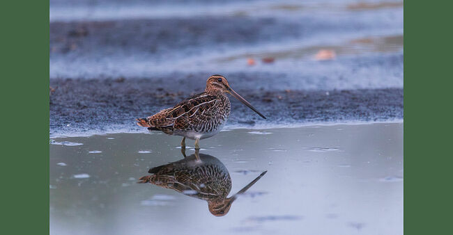 Питается бекас беспозвоночными: дождевыми червями, жучками, мелкими моллюсками. Также в рацион входят мальки рыб и рачки. Растения тоже присутствуют: водоросли и корешки. А мелкие песчинки помогают переваривать грубую растительную пищу. Свой длинный клюв бекас использует, как пипетку: погружает его в грунт и втягивает всё вкусное в себя. На охоту птица выходит в ночное время и рано утром. Селится у болот, сырых лугов, топких берегов водоёмов и в тундре.   Самым главным врагом бекаса является человек! Этот кулик - ценный трофей, потому что охотнику в него сложно попасть: у бекаса зигзагообразный полёт; его сложно подкараулить: птица ведёт скрытный образ жизни, а камуфляж помогает ему стать невидимкой. Получается, люди истребляют бекасов не ради мяса, а ради спортивного интереса. В Европе ежегодно уничтожается до полутора миллионов этих птиц. Печально...