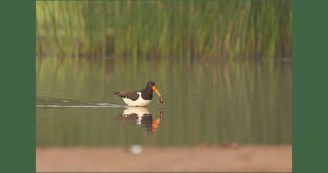 В прозрачной воде Унжи застыла грациозная фигура кулика-сороки. Его  длинный оранжевый клюв, похожий на изящный пинцет природы, крепко  удерживает добычу. Круглые оранжевые глаза внимательно следят за  окружающей водой. Контрастное оперение – чёрное с металлическим  отливом сверху и ослепительно белое снизу – создаёт впечатление, будто  птица облачена в изысканный костюм. Вокруг царит весенняя симфония:  журчание воды, щебет птиц и шелест молодой травы. Кулик-сорока –  главный артист представления, продолжает неспешную охоту.  Кулик-сорока (лат. Haematopus ostralegus) – крупная коренастая птица, по  размеру сравнимая с вороной. Длина тела – 45 см. Относится к отряду  ржанкообразных и является одним из самых ярких представителей своего  семейства. Размах крыльев птицы варьируется от 80 до 86 см. Вес: 440-600  граммов. Предпочитает галечные и песчаные пляжи, речные отмели, косы и  острова. Питаются двустворчатыми моллюсками, улитками, ракообразными,  червями, насекомыми и их личинками. Птицы вскрывают раковины  моллюсков крепкими клювами, а при опасности могут нырять. Гнездятся  птицы в ямках на земле. В кладке обычно бывает 3-4 яйца жёлтого цвета. Оба  родителя высиживают и воспитывают птенцов.  Кулик-сорока – крайне крикливая птица, голос очень звонкий. В период  гнездования они очень беспокойные и при малейшей опасности моментально  поднимаются в воздух. Интересно, что эти птицы – единственные  представители куликов, которые способны переносить пищу в клюве из  одного места в другое. После окончания сезона размножения (с середины  августа) кулики-сороки начинают осенний отлёт. Кулик-сорока включен в  Красную книгу Российской Федерации в категорию редкости 3.