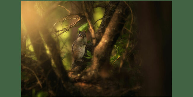 Это был последний день весны, я пришёл на запланированную съёмку вертишейки. Как следует замаскировался и приготовился ждать. Птица показалась почти сразу, но нужно было поймать момент, когда она займёт выгодную позицию и в кадр не попадут отвлекающие объекты. Прошёл час, вертишейка прилично попозировала. И в какой-то момент боковым зрением я заметил маленький силуэт, суетящийся на сгнившем заборе. 