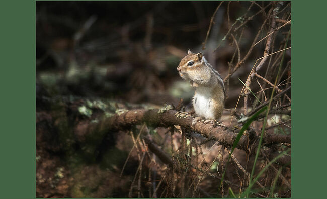Когда-то здесь пасли скот и стояло ограждение, которое со временем обветшало и рухнуло. Рядом раскинулся лесок, и разнотравьем разлились красивейшие луга. Стремительная фигурка оказалась бурундуком. Я от восторга замер, но понимал, что в любой момент зверёк исчезнет из поля зрения и мне нужно сейчас запечатлеть редкие кадры.