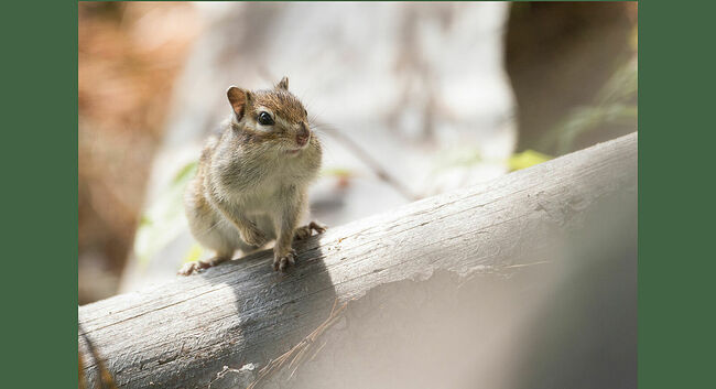 До чего милый бурундучок, как из советского мультфильма: огромные беличьи глаза, круглые ушки и лапки-ручки, как у маленького человечка. Я сделал несколько кадров, был очень доволен и благодарен зверьку. Бурундук удалился. Я продолжил съёмку вертишейки.
