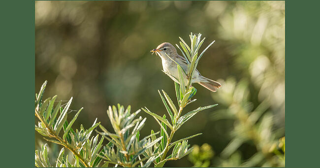 На бескрайних кологривских лугах в зарослях пижмы и таволги «бормочет» маленькая птичка. Она в два раза меньше воробья. «Платьице» у ней скромненькое. Но птичка довольно редкая. Она внесена в Красные книги Москвы, Костромской и Ярославской областей, Республики Мордовия. Птичке дали забавное название – северная бормотушка (международное научное название – Iduna caligata).  Эти птички прилетают в наши края в мае. Пара строит в основании растения толстостенное чашевидное гнездо, вплетая в крепкие стебли пух старых трав. В кладке может находиться от трёх до шести яиц. Яйца имеют нежно-розовую окраску с коричневыми крапинками. В наших краях розовые яйца несут не только северные бормотушки, а ещё и зелёные пересмешки, у которых розовый цвет яиц более яркий. Насиживают кладку оба родителя. Дней через двенадцать скорлупка трескается, а из яичка появляется беспомощный голый птенец. Малышей кормят две недели, потом они начинают добывать пищу сами. Половой зрелости птички достигают к году.  