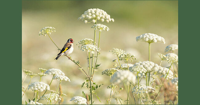 На бескрайних кологривских лугах раскинулись целые поляны цветущей сныти. На тонком стебле примостился щегол - настоящая искорка в летнем разнотравье.