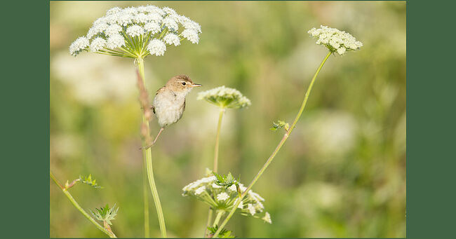 Питаются бормотушки ягодами, семенами и малоподвижными насекомыми: различными личинками, жуками, муравьями и гусеницами. Половой диморфизм у бормотушек не выражен: самец и самка выглядят одинаково, их можно различить только по трели. Продолжительность жизни птичек пять-шесть лет.  Кстати, у северной бормотушки есть уникальная особенность – она может подражать звукам окружающей среды и некоторым другим птицам. Эти птички территориальны, поэтому могут очень агрессивно относиться к другим бормотушкам «на своей земле». Улетают в тёплые края эти маленькие птахи в августе-сентябре, путь их лежит до Индии, Шри-Ланки, Пакистана.    Врагами маленьких птичек, гнездящихся у земли, являются мелкие хищники, но это естественные природные враги, ведь они убивают, чтобы выжить. Человек же наносит масштабный ущерб, выкашивая огромные пространства от весеннего пала, или хуже того – поджигая сухую траву.   Про северных бормотушек говорят, что они являются индикатором здоровья окружающей среды, если они есть, то ещё не всё потеряно…