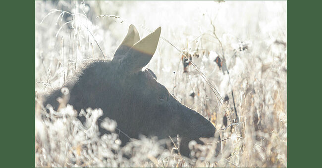 Травы в ноябре покрылись хрусталём. В тишине, где воздух стынет, отдыхал лось.  Он слушал, что шепчет ветер. Солнце освещало поле, травы вспыхивали, словно алмазы. В глазах лося читались покой и умиротворение. Вдруг совсем рядом раздался тихий, но отчётливый шорох. Лось настороженно повернул огромную голову. В серебристой траве мышка-полёвка пробиралась к норе и тащила сухой стебелёк. Она замерла на миг, встретившись взглядом с великаном, а потом юркнула в нору. Лось фыркнул удивлённо и снова опустил голову. Мир продолжал жить своей тихой ноябрьской жизнью. И в этом спокойствии, в этой красоте осеннего поля лось чувствовал себя частью чего-то вечного и удивительно гармоничного.
