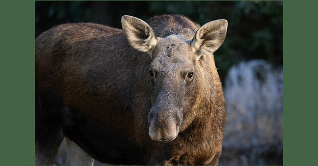 Силуэт лося будто высечен из камня – настолько гармонично сочетаются в нём сила и красота. Этот гигант легко преодолевает лесные чащи, болота и реки, словно создан для жизни в суровых краях. В его движениях чувствуется сила и уверенность лесного исполина, хранителя тайги. Тёмные и внимательные глаза смотрят спокойно и мудро, отражая величие дикой природы. Мощные челюсти способны справиться с любой растительностью, а чуткие уши улавливают малейший шорох.