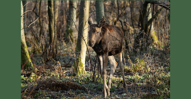 Лес уже ждёт зиму.  По студёной тропе идёт лосиха, величавая и степенная. А за ней, едва поспевая, семенит маленький лосёнок. Пожухлые листья, некогда зелёные и свежие, теперь напоминают выцветшие лоскутки, устилающие землю бурым ковром. Они тихо шуршат под копытами лосей. Иногда малыш останавливается, чтобы с любопытством оглядеться по сторонам.  Его тёмная шубка ещё хранит рыжие пятна – напоминания о младенчестве, которые с приходом холодов исчезнут совсем.   Юный странник следует за матерью, не подозревая, сколько испытаний ему готовит судьба. Его любопытные глаза жадно впитывают все изменения, которые происходят в лесу. Мягкие копытца осторожно ступают по мёрзлой земле. Впереди долгие месяцы зимы. Он научится находить укрытия от лютых морозов. Со временем этот малыш превратится в могучего лесного великана с ветвистыми рогами, чья масса достигнет полтонны. Лосёнок станет хозяином тайги. Его крепкие ноги будут уверенно ступать по глубокому снегу, а чуткий слух поможет почуять опасность за версту.   А сейчас он ещё ребёнок, для которого весь мир – это тёплые бока матери, шелест леса и первые уроки жизни. Пусть у него сложится долгий и счастливый путь.