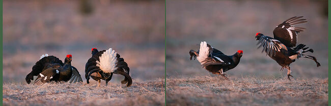 Вот и прошёл ещё один год. И я снова стал свидетелем очередного природного таинства – тетеревиного тока. Без сомнения, фото тетерева-косача – желанный «трофей» для фотографа-анималиста. Ради одной серии кадров стоит провести бессонную ночь. Шесть часов в шалаше пролетают, как один миг. Настоящий ток начинается, когда земля освобождается от снега и уже журчат первые ручьи. В апреле, когда дни становятся тёплыми, тетерева начинают токовать не только утром, но и вечером.