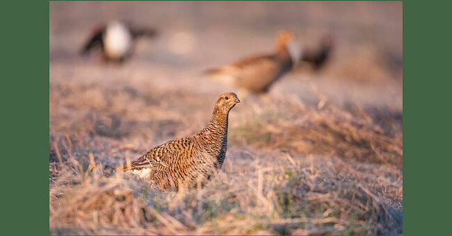 Так радует, что не смотря на все проблемы в мире, природа живёт своей неповторимой жизнью, тетерева токуют из года в год, жизнь продолжается, и есть такой замечательный уголок России, как заповедник «Кологривский лес», где можно слиться с природой, хоть на миг стать частью этой истории и обрести душевный покой. Любите, берегите природу, передавайте свою любовь из поколения в поколение.
