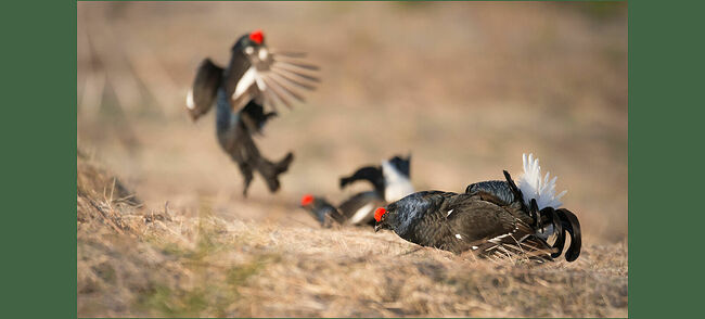 Так образуются пары. И совсем скоро тетёрки усядутся на гнёзда высиживать яйца. Тетерева же не принимают участия в воспитании потомства. И вся забота о детях лежит на матерях. Тетёрки «одеты» в пёстрый камуфляж, он позволяет слиться с окружающим фоном, то есть обеспечивает защиту от хищников.   Я снова видел природную красоту своими глазами. Даже просто слышать уже знакомое «бормотанье», разносящееся на километры – было удовольствием.