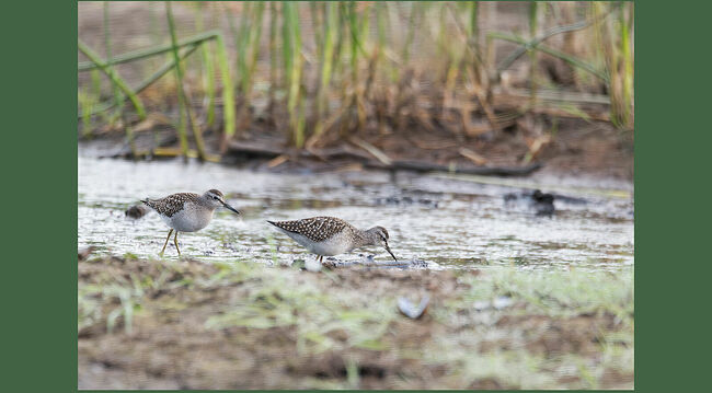 При наступлении опасности, дети падают на землю и замирают. Люди по незнанию могут растоптать их, поэтому нельзя беспокоить птиц в период гнездования на пойменных лугах и болотах! В возрасте трёх недель маленькие птички покидают родителей, а половой зрелости они достигают только в два, а то и в три года.  Перед отлётом в тёплые края взрослые фифи начинают линять (с июля по сентябрь). А молодые фифи поменяют наряд с сентября по январь. Самки и самцы имеют одинаковый окрас. Вот такие интересные кулички с оливковыми длинными ножками, прямым тонким клювом и белым брюшком. Латинское название: Tringa glareola, род улитов семейства бекасовых.