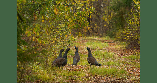 В золотом царстве Кологривского леса по извилистой тропе важно вышагивают четыре молодых глухаря. Братья держатся рядом. Их чёрные с отливом хвосты покачиваются в такт шагам, а мощные клювы уже готовы защитить территорию от непрошенного гостя. Они ещё юны, но уже несут в себе ту особую стать, присущую их роду испокон веков. Впереди долгая зима, и скоро их пути разойдутся. Такова судьба взрослых самцов, которые не терпят рядом себе подобных. Возможно, судьба занесёт их в разные концы заповедного леса, где каждый начнёт свою историю - историю хранителя тайги. Но сейчас, пока лес полон красок, братья идут вместе.