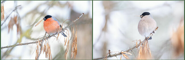 В эти моменты Кологривский лес становится похожим  на сказку, где каждая птица – часть удивительного спектакля. Зимние певцы  негромко поскрипывают и посвистывают. Стайка держится, словно дружная  семья, где все заботятся друг о друге. Если одна птичка попадает в беду,  остальные спешат на помощь, демонстрируя удивительное единство.  Хранители зимы не боятся холодов – их согревает тёплая шубка из перьев и  пуха. Они спокойно сидят на ветках рябины, как маленькие фарфоровые  скульптуры. Эти красивейшие птицы созданы, чтобы украшать суровый  зимний пейзаж.