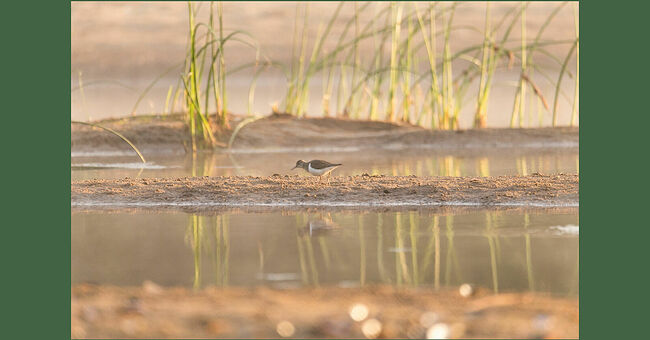 Питается перевозчик жужелицами, плавунцами, пауками, личинками комаров, моллюсками, мелкими ракообразными. Гнездо строит в траве или на кочках посреди водоёма. В июне самка откладывает три-четыре пятнистых яйца. Насиживают оба родителя в течение трёх недель. Мать может рано покинуть гнездо, и тогда заботиться о потомстве продолжает отец, он сам ставит детей на крыло. Окрепшие птенцы быстро становятся самостоятельными.   Половой диморфизм у перевозчиков отсутствует: самки и самцы выглядят одинаково. Брюшко птиц окрашено в белый цвет, а верхняя часть покрыта бурыми узорами. Белый клин между зобом и крылом – отличительная черта перевозчиков. 