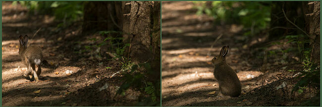 В заповедном царстве Кологривского леса августовский день разливал по земле золотое тепло. Солнце сквозь деревья отбрасывало причудливые тени. На припорошенной пылью лесной дороге сидел молодой заяц. Его летний наряд идеально сливался с окружающей природой. Сама земля подарила ему защитную окраску. Заяц слушал симфонию леса: где-то хрустнула ветка, там прошелестел ветер в кронах берёз, в травах застрекотали кузнечики. Его глаза, расположенные по бокам, позволяли видеть всё происходящее вокруг, не поворачивая головы.   Кто сказал, что заяц слабый? Шустрые ноги способны унести его от опасности со скоростью ветра. А острые зубы легко справляются с корой деревьев. В лесу он знает всякую тропинку, каждое укромное местечко, где можно спрятаться от хищников. А сейчас он просто отдыхает, ведь впереди осень. Чуткие уши улавливают любой звук, острый ум просчитывает наперёд возможные пути отступления. Заяц – настоящий мастер выживания. Кажущаяся беззащитность – это часть природного камуфляжа. А как он умеет запутывать следы, петляя между деревьями и делая внезапные прыжки в стороны!  В воздухе витает аромат ягод и нагретой хвои. Лес живёт своей размеренной жизнью, а молодой заяц – её неотъемлемая часть. Он готов встретить любые испытания, которые ему приготовила судьба.