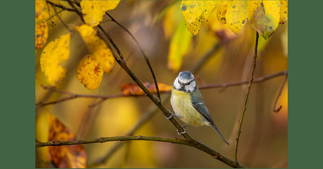 В Кологривском лесу царит особая осенняя симфония красок. Золотые лучи солнца превращают пожелтевшие листья в янтарную россыпь. Среди буйства красок особенно выделяется изящная лазоревка, присевшая на тоненькую ветку. Птичка то замирает неподвижно, то вдруг срывается с места, чтобы через мгновение застыть на соседней ветке. Небесно-голубая шапочка лазоревки контрастирует с жёлтым убранством леса. Птичка небольшая, размером 11-12 см, весом 7,8-14,7 граммов. Щёчки и лоб белые, затылок, крылья и хвост голубовато-синие. Спина оливково-зелёная, а низ зеленовато-жёлтый. Клюв чёрный, ножки серые. Очень подвижная птичка, может свисать вниз головой. В сезон размножения питается насекомыми, а осенью и зимой переходит на семена и другую растительную пищу. Гнездится в дуплах деревьев, также занимает искусственные дуплянки. В кладке находится от 7 до 14 яиц. Насиживание длится до двух недель. Лазоревки играют важную роль в экосистеме, они уничтожают тлю и гусениц.