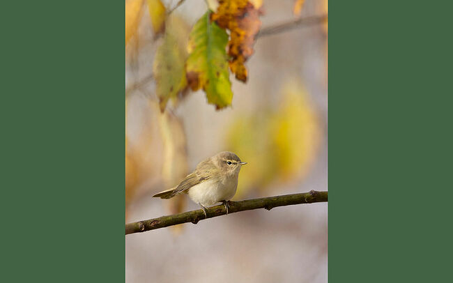 Осень. Берёзы и осины уже нарядились в яркие платья. Их листья, словно  огоньки, трепещут на ветру. На тоненькой ветке осины, удерживаясь  крошечными коготками, сидит маленькая пеночка-теньковка. Серо-бурое  оперение птички почти сливается с осенним фоном. Только мелодичная трель  выдаёт присутствие птички. Её песенка напоминает монотонный звон: «тень-  тинь-тинь-тинь». Это тихая радость от каждого прожитого дня. Лес  внимательно слушает маленькую певицу, даже ветер замирает, чтобы не  нарушить осеннюю гармонию. Скоро маленькая путешественница отправится  в далёкий путь до тёплых стран.