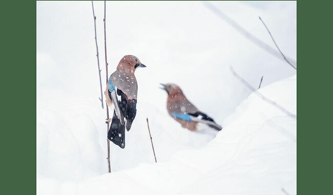 Сойки оживили заснеженную картину. Даже в самые суровые морозы жизнь в заповедном лесу продолжается. Одна из соек, более смелая, важно расхаживает по снежной поляне, время от времени наклоняя голову то влево, то вправо – словно оценивая свои владения. Вторая, поскромнее, держится чуть в стороне, но не отходит далеко – верный признак того, что это семейная пара. Семейная жизнь соек строится на тесном сотрудничестве. Пара вместе строит гнездо, оба родителя выкармливают птенцов, самец обеспечивает самку пищей во время насиживания яиц, птицы вместе защищают территорию и потомство. В кладке обычно наблюдается от 3 до 9 яиц, насиживание длится 16-17 дней, вылупившиеся птенцы остаются в гнезде 23 дня, и даже после вылета из гнезда молодняк зависит от родителей ещё две недели. Сойки, как и белки, являются природными «садоводами». Они разносят жёлуди на большие расстояния, какую-то часть запасов теряют, в забытых кладовых жёлуди начинают прорастать весной. Сойки относятся к врановым и являются пересмешниками, потому что могут подражать различным звукам и даже человеческой речи.