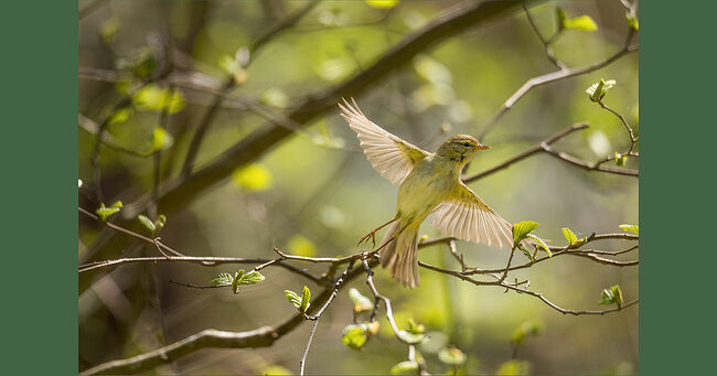 В майском Кологривском лесу случилось чудо, пойманное объективом камеры. Пеночка-весничка, словно юная нимфа, оторвалась от своей веточки, и в этот миг природа замерла в благоговении. Её крылышки, тонкие и невесомые, раскрылись подобно крыльям небесного посланника. Пёрышки затрепетали в золотистых лучах солнца. Маленький Ангел! В этом коротком миге было что-то неземное. Сама душа леса воплотилась в хрупком создании.