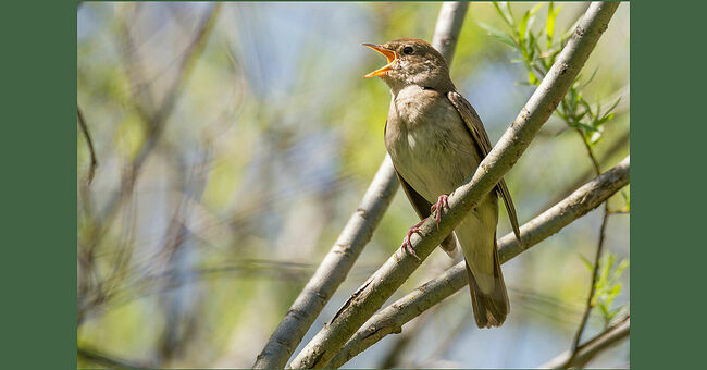 На ветке ивы поёт соловей - удивительное творение природы. Его неприметное серо-коричневое оперение сливается с весенним пейзажем Кологривского леса. Клюв птицы раскрыт в неистовом порыве песни, а большие чёрные глаза горят от внутреннего огня. Соловей - воплощение музыкального восторга. Трели его звонкие и чистые разносятся по всему лесу. Это не просто песня - это признание в любви к жизни, к весне и пробуждению природы. Вокруг царит майское благоухание. Воздух напоён ароматом цветущих черёмух и сирени.