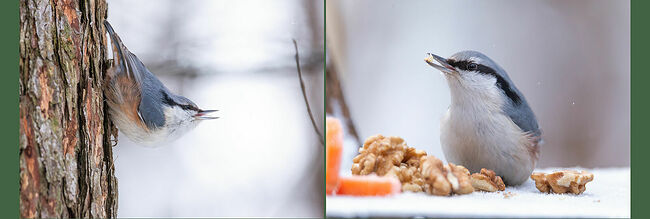 Зима полностью вступила в свои права, закружила метелями, заиграла снежинками в лучах фонарей. В морозные дни особенно тяжело приходится нашим пернатым друзьям. Последние крохи корма скрыты под снежным покрывалом. Маленькие синички - неутомимые певцы лесов и парков, в зимнюю стужу особенно нуждаются в нашей помощи. Воробьи демонстрируют в последние годы сокращение популяции – учёные бьют тревогу. Крошечные тельца птиц, согреваемые лишь тонким слоем пуха, тратят невероятное количество энергии на борьбу с холодом. Без еды они погибают за несколько часов. Половина птиц может не дожить до весны. И их звонкие голоса могут навсегда замолчать в ледяной тиши.   Каждая горсть семечек в кормушке - шанс на выживание. Каждое зёрнышко – это тепло, чтобы продержаться в одну холодную ночь. А летом эти же птицы станут надёжными защитниками наших садов и парков, уничтожая вредных насекомых. Давайте не останемся в стороне! Протянем руку помощи нашим пернатым друзьям!