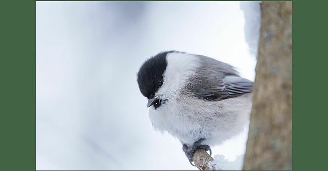 В январском лесу на оголённой ветке старой ели притаилась маленькая птичка. Это буроголовая гаичка, прозванная в народе пухляком за привычку распушать свою шубку в холода. Её матово-чёрная шапочка, словно бархатный берет, спускается на спину, а по бокам головы сияют белоснежные щёчки, будто художник-волшебник мазнул кистью по серой шубке птички. Блестящие глазки внимательно следят за окрестностями, выискивая среди застывших ветвей хоть намёк на пищу. Морозный воздух искрится вокруг птички, создавая вокруг неё невидимый ореол. Она слегка подёргивает крылышками, согревает замёрзшие лапки и время от времени тихонько посвистывает, сообщая другим пернатым о своём присутствии.