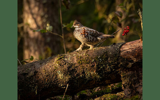Птица из рода рябчиков, трибы тетеревиных, семейства фазановых отряда курообразных.
