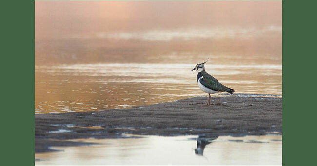 Вдоль серебристых речных отмелей важно расхаживает чибис. Птичка-  аристократ. Его длинные тонкие ноги легко преодолевают мелкие лужицы и  влажные участки берега. Время от времени птица наклоняется к земле,  выискивая в мягком грунте дождевых червей, мелких насекомых и  ракообразных. Его мелодичное “чьи-вы-чьи-вы” разносится над водой.  Белоснежное оперение контрастирует с угольно-чёрным, а зеленоватый отлив  на крыльях придаёт птице особую элегантность. Длина его тела около 30 см,  размах крыльев – 85 см. На голове выделяется хохолок из длинных чёрных  перьев. Клюв крепкий чёрный, ноги длинные и красные. Птицы предпочитают  открытые пространства с невысокой растительностью. Чибисы строят гнёзда  на земле, в ямке, выстланной травой. Самка откладывает 4 яйца, которые  высиживают оба родителя. Птенцы появляются через 21 день и вскоре  начинают следовать за родителями. Чибис – перелётная птица, зимует в тёплых  краях.