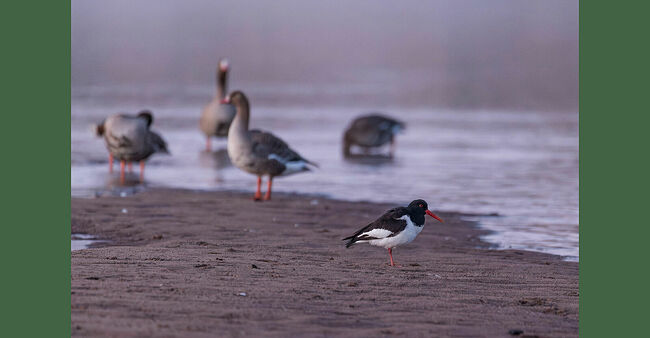 Это было не ранней весной, а уже в середине мая, ранним утром, в четвёртом часу. Река Унжа давно освободилась ото льда, а берега покрылись молодой зеленью. По песчаному бережку неспешно прогуливался кулик-сорока. Его контрастное чёрно-белое оперение, ярко-оранжевый клюв и красные ноги выделялись на фоне просыпающейся природы.   В это время к берегу спустилась стая белолобых гусей. Они выбрали Кологрив для отдыха во время долгого пути в заполярную тундру. Птицы важно расхаживали по берегу, щипали молодую траву и время от времени оглашали округу громким гоготом.  Кулик-сорока сначала настороженно наблюдал за незваными гостями, но быстро освоился и даже начал следовать за гусями, выискивая в песке моллюсков и мелких раковин. Так и бродили они вдоль берега Унжи: пёстрая компания белолобых гусей и их чёрно-белый спутник с ярким клювом. Каждый занимался своим делом: гуси набирались сил перед дальним полётом, а кулик-сорока искал свой привычный корм, радуясь неожиданному обществу. Гусям пришло время лететь дальше, стая поднялась в небо, оставив кулика-сороку на берегу. Он проводил их взглядом и продолжил свой путь вдоль реки.    Кулик-сорока внесён в Красную книгу России под третьей категорией редкости, как вид, ставший редким из-за деятельности человека. У птиц ограниченный ареал обитания: они гнездятся вдоль открытых речных побережий – это делает их уязвимыми. Человек разрушает места обитания, беспокоит птиц в период гнездования, загрязняет прибрежные территории. Для сохранения вида нужно создавать микрозаказники в местах высокой гнездовой плотности, проводить исследования по изучению численности, просвещать население и охранять места обитания от разрушения. Конечно же, отрицательные климатические факторы тоже присутствуют: повышение уровня моря приводит к затоплению мест гнездования, что снижает успешность размножения.