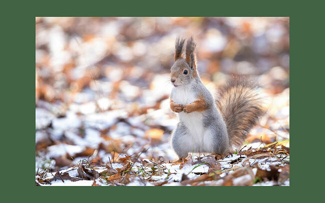 В тот день лес словно застыл в ожидании чуда. Жёлтые листья, ещё недавно шелестевшие на ветру, теперь поникли и скрючились, устав от долгого осеннего танца. Землю уже робко припорошил первый снежок. Белка замерла на задних лапках, восхищённая невиданным зрелищем. Её пушистый хвост покачивался в такт дыханию леса. В воздухе пахло свежестью и морозом. Где-то вдалеке послышался хруст – это лось пробирался через чащу. Белка не испугалась. Она продолжала стоять, будто статуя, любуясь тем, как природа меняет свой наряд, как осень уступает место зиме. Снежинки ложатся на рыжую шубку, превращая её в произведение искусства. Каждая снежинка – это маленькое чудо, неповторимое и прекрасное. Они тают на тёплой шерсти, оставляя после себя крошечные капли, которые тут же замерзают, превращаясь в сверкающие кристаллы. Белка знает: скоро зима полностью вступит в свои права и сейчас она наслаждается моментом, когда мир вокруг становится чище и светлее.  17 ноября – Международный день белки. Белки – это маленькие «садоводы природы»: они прячут орехи и жёлуди, часть из которых не находят, а спрятанные орехи и жёлуди дают всходы, и лес естественным образом восстанавливается.  Зверьков можно подкармливать с наступлением морозов. Приносите белкам грецкие, кедровые орехи и фундук в скорлупе, не кормите их с рук, потому что белки – дикие животные и могут быть переносчиками инфекций.