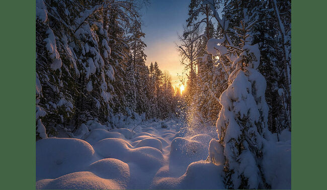 Красивая зима приходит на Кологривскую землю каждый год! В заповедном лесу она творит настоящее волшебство, превращая его в зачарованную страну. Ели, укутанные в белые шубы, стоят целыми семействами. Кочки, припорошенные снегом, раскинулись «пломбирными» полянами. Каждая кочка – это маленький ледяной десерт, который создала сама природа, а между ними петляют извилистые тропинки, укрытые нетронутым снежным одеялом.  Где-то в глубине заповедного леса, в своей уютной берлоге спит медведь Гамлет и снятся ему сны про ягодное лето. По заснеженным полянам прыгает белый заяц, оставляя кружевные следы. Его новая шуба сливается с зимним покровом, делая его невидимым среди сказочных декораций. В обустроенной норе крепко спит маленький бурундук. Величественный лось осторожно пробирается сквозь заросли, а неподалёку суетятся кабаны.   В вышине снуют весёлые синички и важные снегири. Они радуются новому дню, наполняя лес звонким щебетом. Их яркие грудки выделяются на фоне снежного убранства, словно самоцветы из сказки Бажова. В укромных местах, спрятавшись в снегу, дремлют глухари и тетерева. Они выбираются изредка, чтобы добыть немного провианта и снова спасаются от холода в снегу.   В воздухе кружатся снежинки и медленно падают на «пломбирные» поляны. Зимний лес превращается в сказку. И кажется, что весь заповедный край – это зачарованная страна, где время течёт по своим законам. Кологривский лес живёт таинственной жизнью, оберегая своих обитателей от всех невзгод.