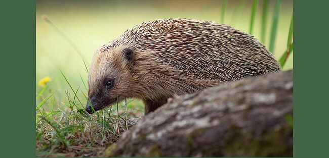Неспешно шелестит Кологривский лес. По мягкой тропе важно вышагивает  лесной странник – колючий ёж. Его маленькие чёрные глазки внимательно  осматривают каждый уголок, а нос безошибочно улавливает малейшие запахи.  Его спина покрыта тысячами острых игл – надёжным панцирем, защищающим  от лесных опасностей. В солнечный день иголки аккуратно уложены, отливая  желтовато-бурым цветом, а снизу ёж укрыт мягкой рыжеватой шёрсткой. У  животного короткие ножки с неуклюжими ступнями. Двигается ёж  целеустремлённо и не отвлекается на лесные красоты. Его задача – найти что-  нибудь съестное. То и дело он останавливается, принюхивается и  прислушивается к шорохам в траве. Возможно, там прячется аппетитный  жучок или дождевой червь. Так и бродит он по летнему лесу, выполняя свою  важную миссию – поддерживает природный баланс, уничтожая вредных  насекомых и мелких грызунов.
