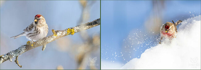 Чечётки – это удивительные кочующие птички, которые прилетают к нам из суровой тундры.