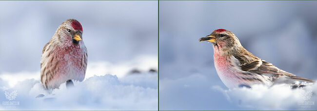 В родных краях им становится слишком холодно, поэтому они отправляются в путешествие, где находят для себя более комфортные условия зимовки. Места обитания чечёток в основном находятся на севере: от Мурманска и Кольского полуострова до Сибири, Камчатки и Сахалина.