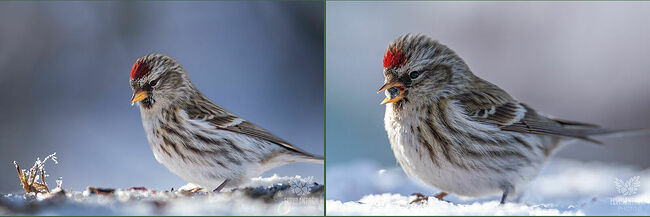 Зимуют чечётки в средней полосе России, включая Костромскую область. В ноябре-декабре они прилетают сюда стаями, кочуя по лиственным рощам и даже залетают в сады.
