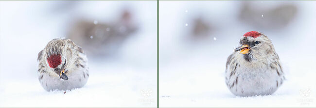 Эти крошечные пернатые заметно меньше воробья, но обладают ярким и запоминающимся оперением. Их главная особенность – малиновое пятнышко на лбу с чёткими границами.