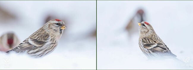 У зрелых самцов особенно эффектно выглядят розовые и красные оттенки на груди и щеках, а количество тёмных полосочек на боках меньше, чем у самок и молодых птиц.