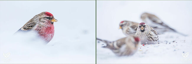 Птенцы покидают гнездо через 14 дней после вылупления. Некоторые пары могут гнездиться дважды за сезон. Сроки гнездования растянуты – с мая по август. Чечётки никогда не возвращаются гнездиться в прежние места. Птенцов выкармливают оба родителя, основу питания малышей составляют мелкие насекомые и семена.