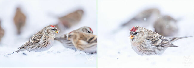 Гнездятся чечётки невысоко над землёй, обычно около 50 см. Гнездо имеет форму толстостенной чаши. Основными строительными материалами служат: тонкие веточки, мох, трава, лишайники и хвоя.