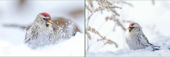 Внутри гнездо выстилается перьями, шерстью животных и растительным пухом. В кладке обычно бывает от трёх до семи бело-голубых яиц. Насиживание длится 12-14 дней. Высиживает кладку только самка, а самец в это время обеспечивает её пропитанием.