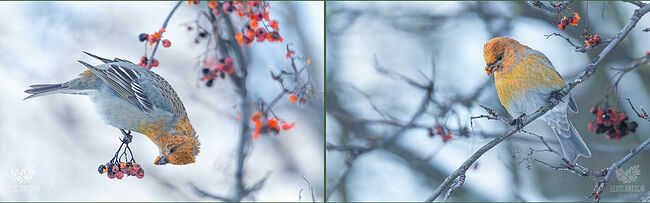 Элвис Антсон. Щур обыкновенный. Редкие птицы в Костромской области.. Без названия