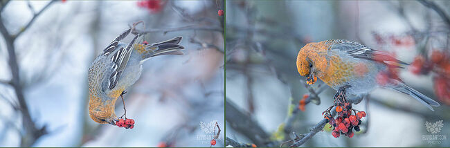 Гнездование происходит летом. Пары формируются во время зимних и весенних кочёвок.