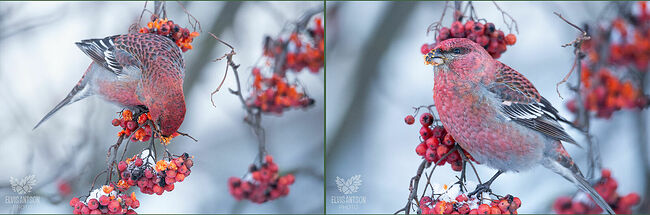 Гнездо строят на хвойных деревьях на высоте до 4 метров и подальше от ствола, в качестве строительного материала используют веточки, сухую траву и шерсть животных.