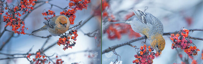 Птицы питаются семенами хвойных деревьев, сочными ягодами, почками, бутонами, а молодые особи добавляют в рацион насекомых. Зимой щуры кочуют стаями, навещая города.