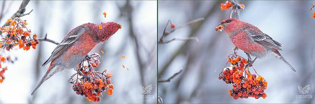 Яйца очень красивые – они голубые в крапинку, обычно в кладке бывает от 2 до 6 яиц. Насиживает кладку самка, а самец берёт на себя хлопоты по её кормлению.   Птенцы быстро растут и уже в возрасте трёх недель учатся летать.
