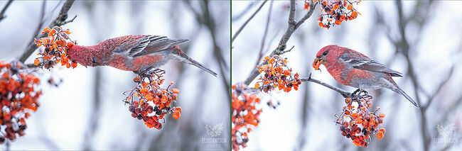 Эти птицы в природе могут прожить около 12 лет, а в неволе теряют яркость оперения, не могут смириться с заточением и погибают.