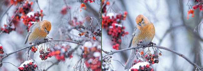 Ещё один интересный факт: зимой эти птицы могут принимать ванны в незамерзающих водоёмах.