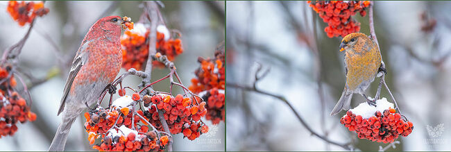 Отличаются очень спокойным характером, близко к себе подпускают человека, чем пользуются хитрые браконьеры.