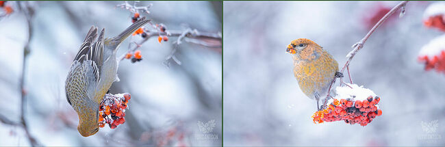 Вот такие красивые гости с севера порадовали нас своим ярчайшим появлением. И даст Бог, не в последний раз.
